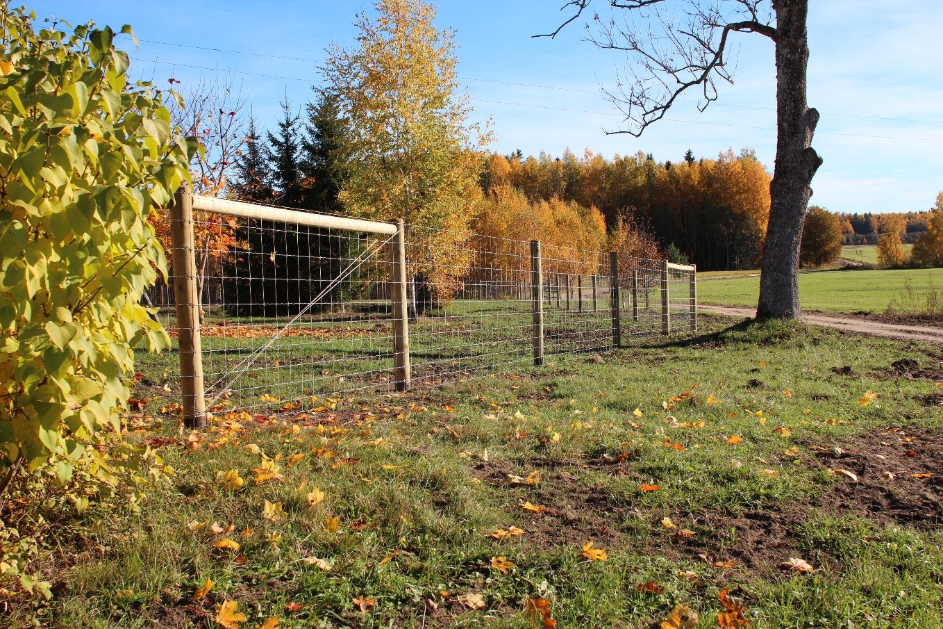 Cinkots stiepļu žogs rudens laukā